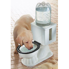 Refilling Dog Toilet Water Bowl