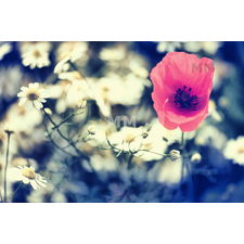 Art 5176, Artist timo geble