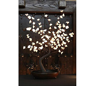 The Light Garden Lighted Bo...