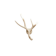 Superordinate Antler Sconce