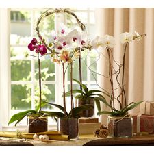 Live Phalaenopsis Orchid In Glass Vase | Pottery Barn