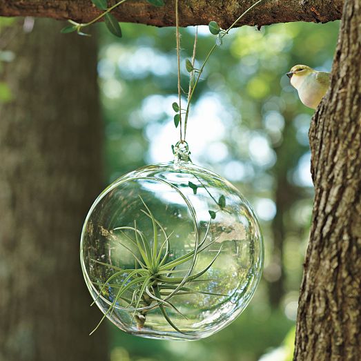 Shane Powers Hanging Glass ...
