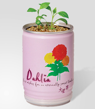 flowers in a can