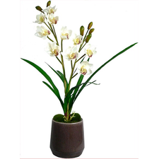 Avanna White Orchid