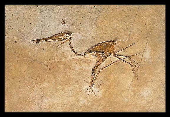 Fossilized Pterosaur - Pre-...