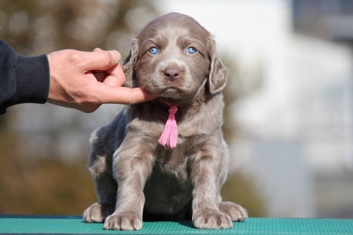 dog I want