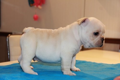 French Bull