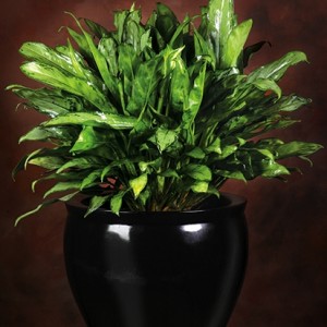 Aglanonema