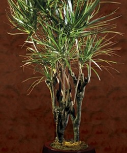 Marginata Plant