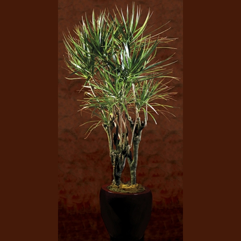marginata