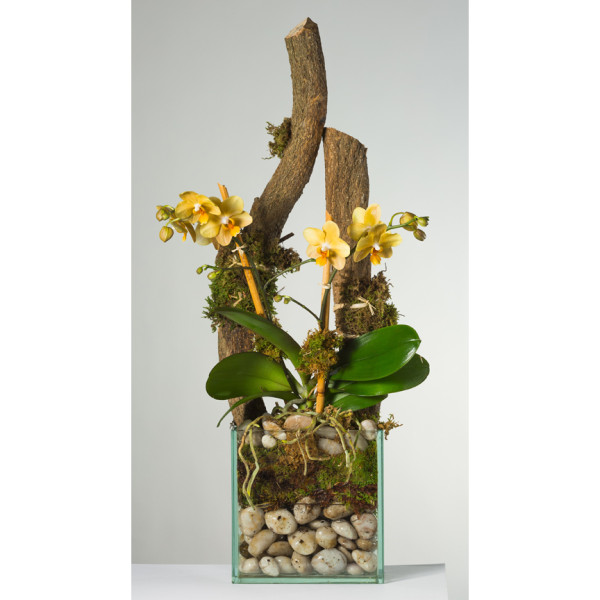 double-orchid-wood-green-gl1