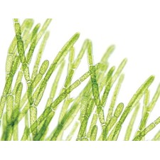 Chlorella Powder (1/4 lb) | Optimally Organic