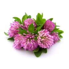 Essiac Tea (Powder, 1 lb) | Optimally Organic