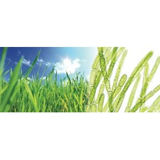 Supergreens Powder (1 lb) | Optimally Organic