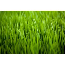 Organic Freeze-dried Wheatgrass Juice Powder