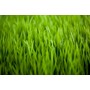 Organic Freeze-dried Wheatgrass Juice Powder