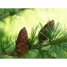 Red Pine Needle Tea (1lb) - Teas and Herbs - Products
