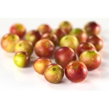 Organic Camu Camu | Optimally Organic
