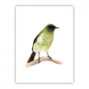 Korimako Wood Print by Ella...
