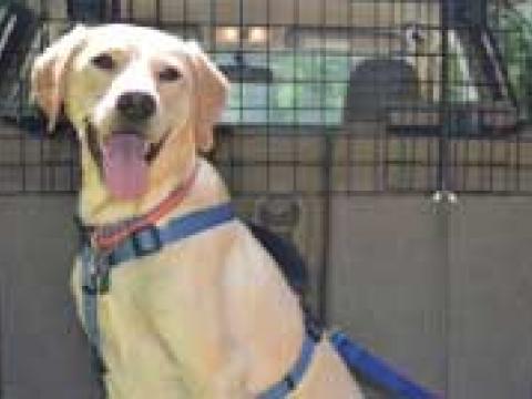 Pet Friendly Hotels for Dog...
