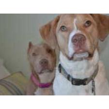 Pet Friendly Hotels for Dogs and Cats | TripsWithPets.com