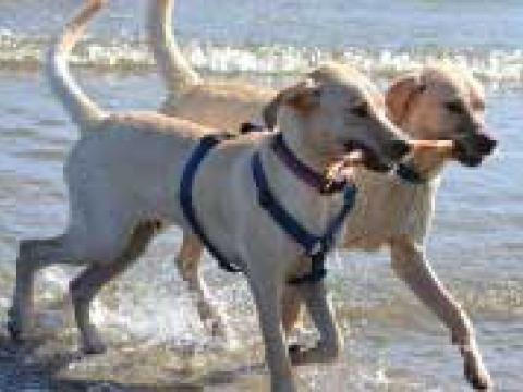 Pet Friendly Hotels for Dog...