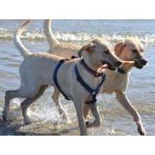 Pet Friendly Hotels for Dogs and Cats | TripsWithPets.com