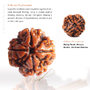 4 Mukhi Rudraksha | Four Mukhi Rudraksha | 4 Faced Rudraksha Beads