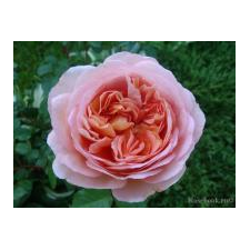 Абрахам дерби