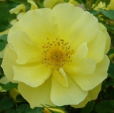 Limesgold