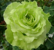 Super Green® (Nirpgreenl)