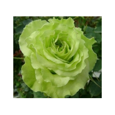 Super Green® (Nirpgreenl)