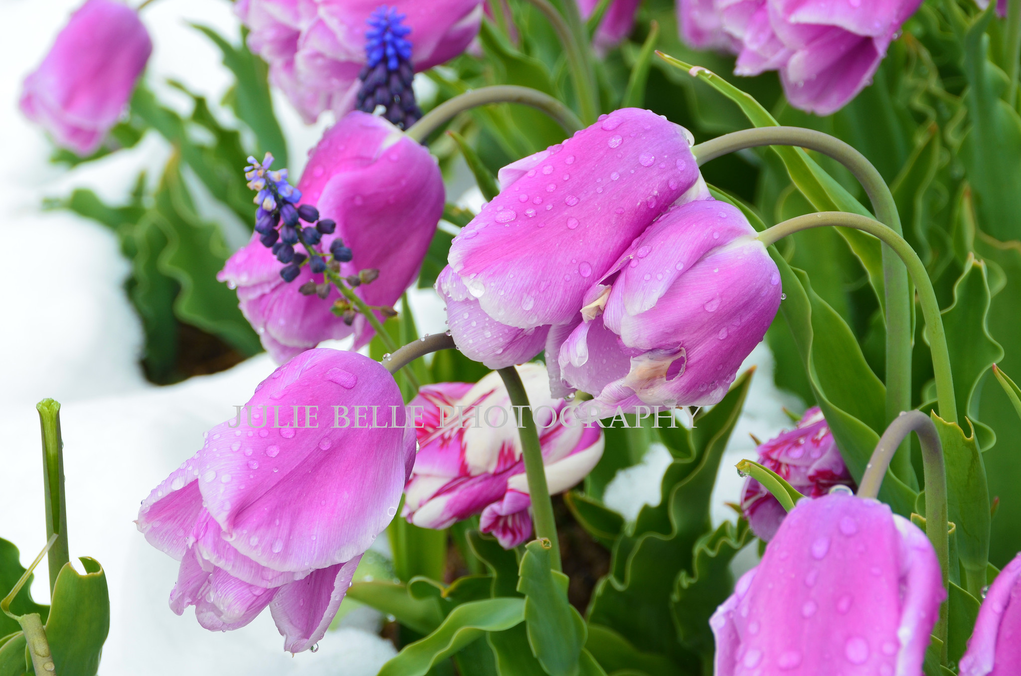 Purple Tulips Photograph fr...