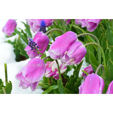 Purple Tulips Photograph from Colorado Photographer