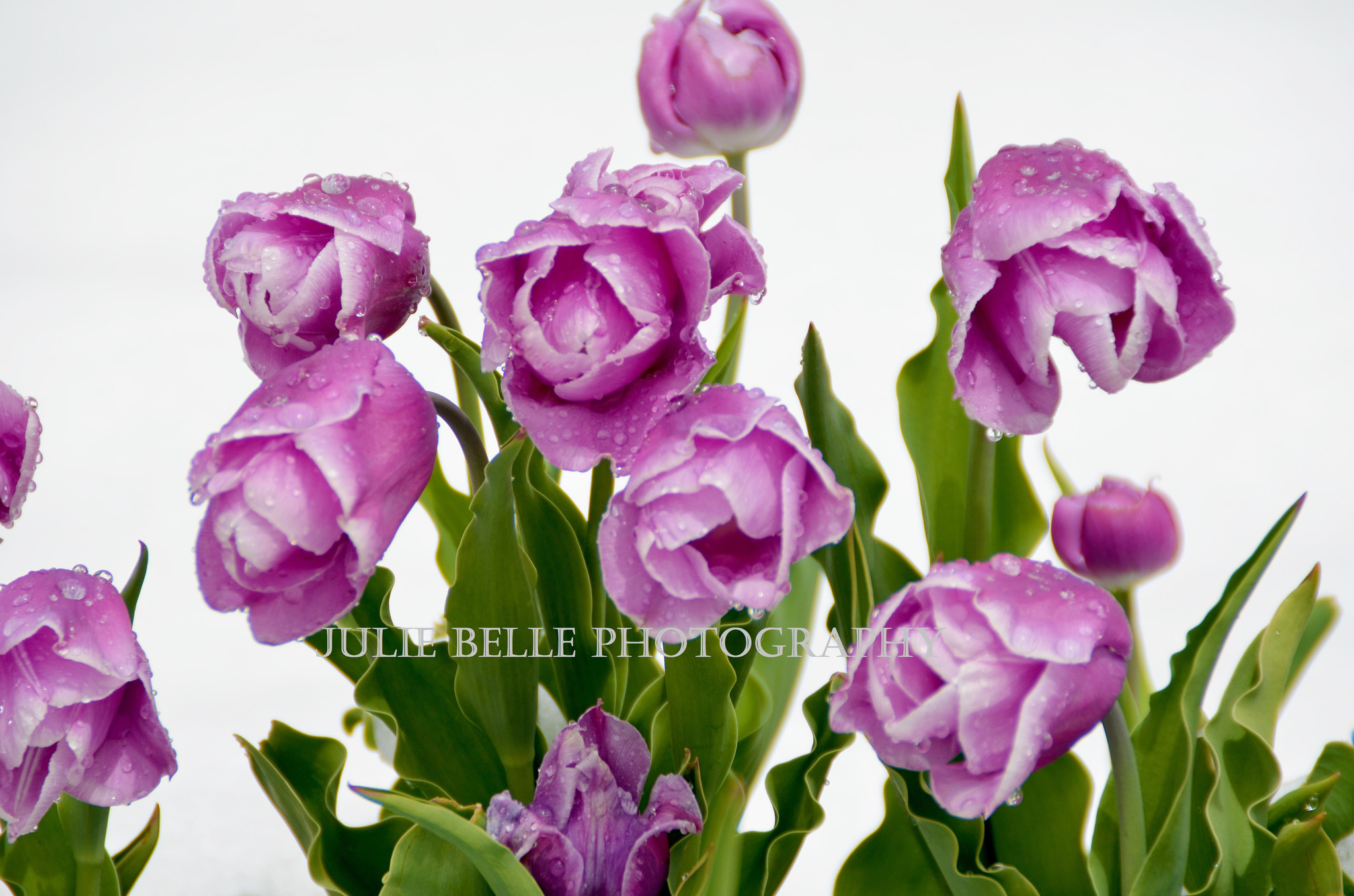 Purple Tulips Photograph fr...