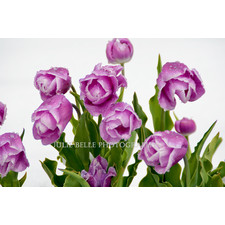 Purple Tulips Photograph from Colorado Photographer