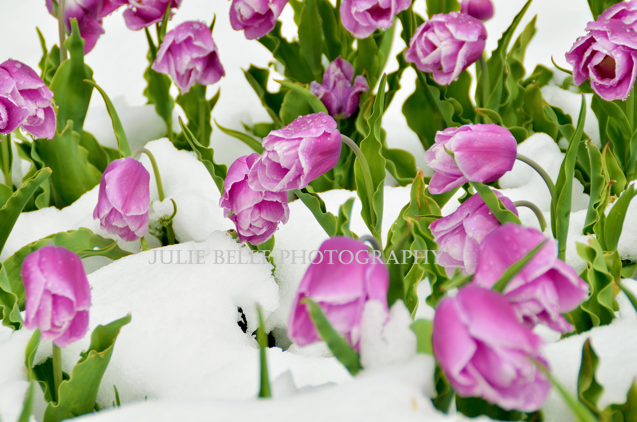 Purple Tulips in the Snow P...