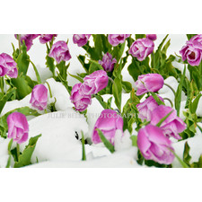 Purple Tulips in the Snow Photograph from Colorado Photographer