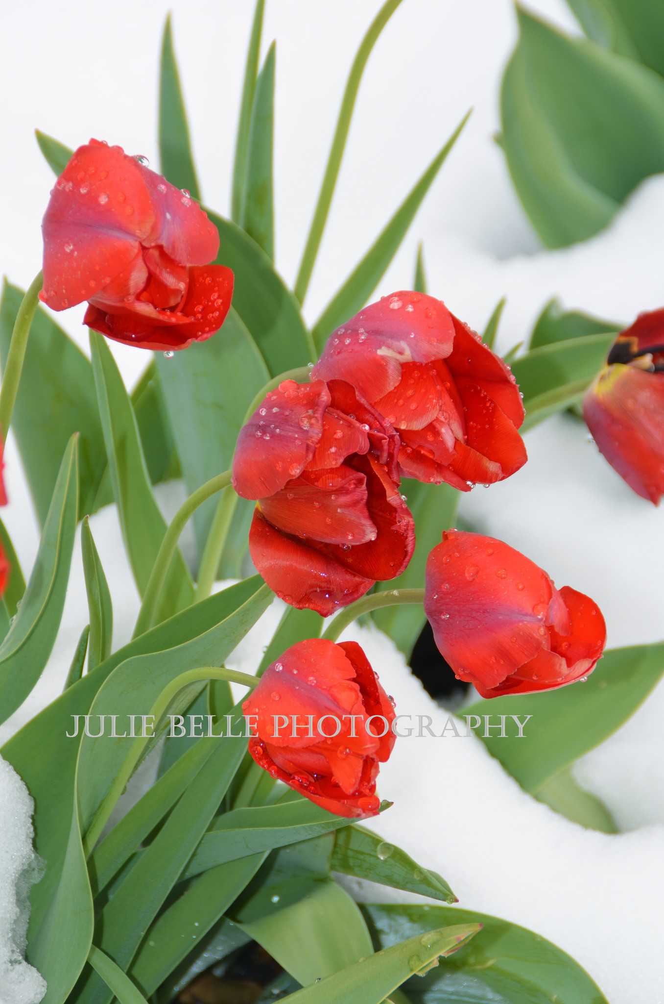 RedTulips Photograph from C...