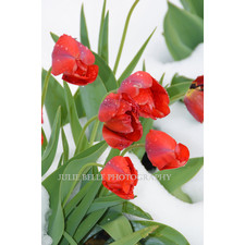 RedTulips Photograph from Colorado Photographer