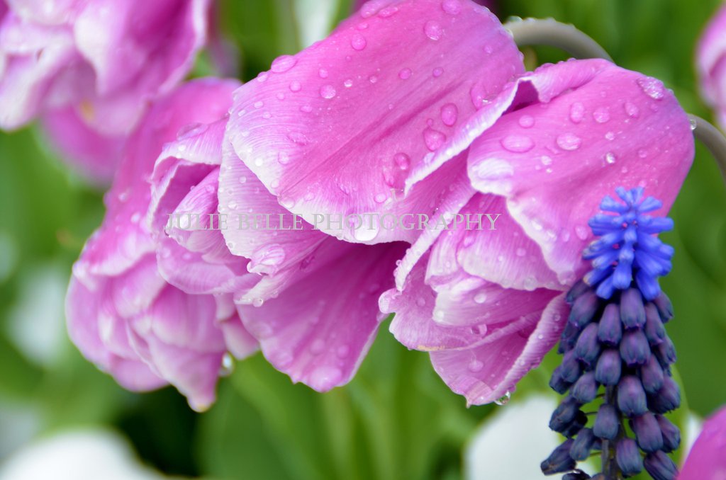 Tulips Photograph from Colo...