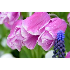 Tulips Photograph from Colorado Photographer