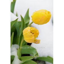 Yellow Tulips Photograph from Colorado Photographer