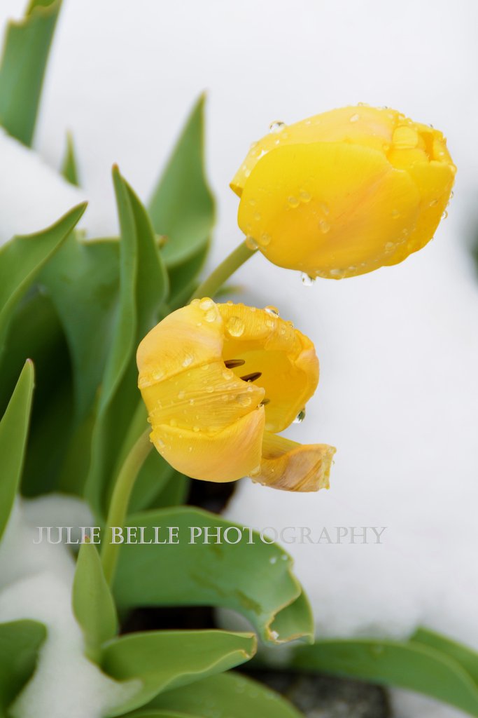 Yellow Tulips Photograph fr...