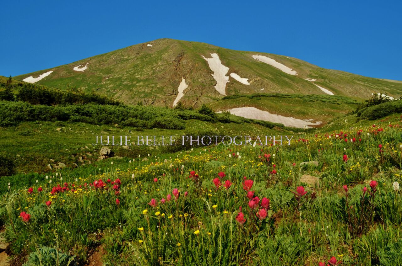 Flowers on Mount Edwards Ph...