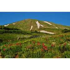 Flowers on Mount Edwards Photograph from Colorado Photographer