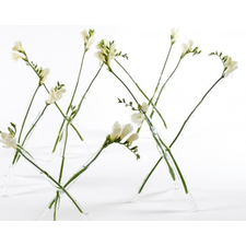 ShanValla-Sprig_Group