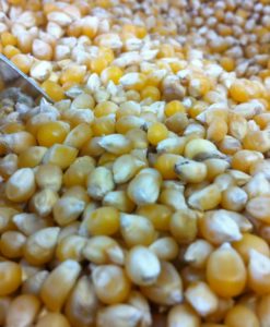 organic-popcorn-kernels-1kg