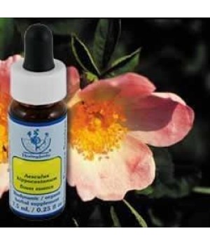 Wild Rose Essence 7.40 Mill...