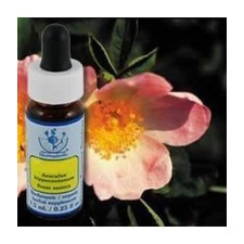 Wild Rose Essence 7.40 Milliliters